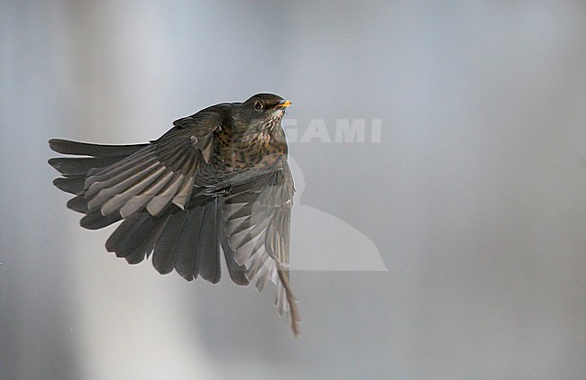 Merel, Common Blackbird stock-image by Agami/Markus Varesvuo,