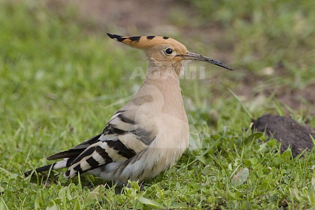 Eurasian Hoopoe foraging on the ground; Hop foeragerend op de grond stock-image by Agami/Daniele Occhiato,