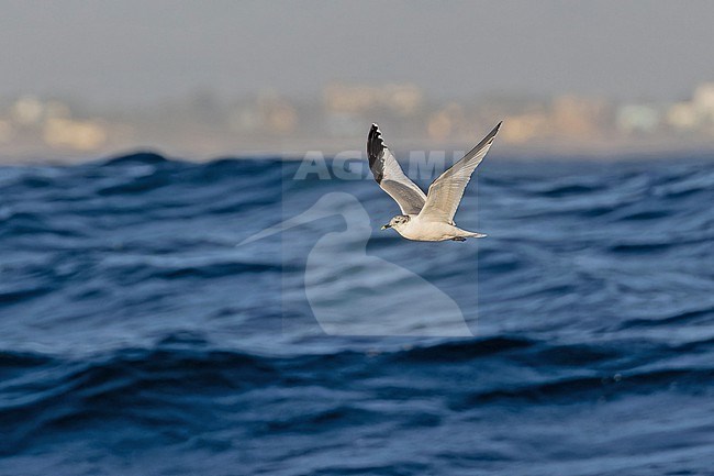 Sabine's Gull (Xema sabini) migrating north along the coast of Western Mexico. stock-image by Agami/Pete Morris,