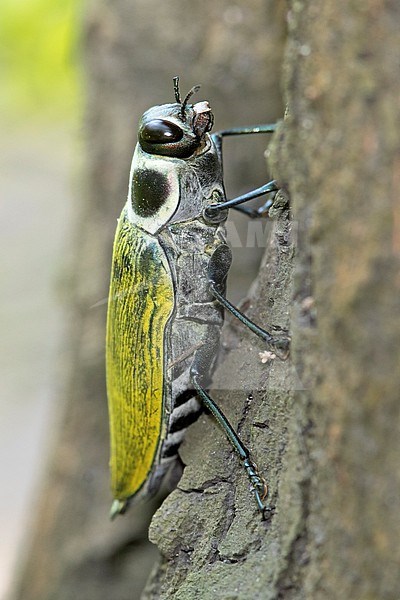 Metallic Wood Boring Beetle (Euchroma giganteum) at Utica, Colombia.  These beetles eat rotting wood, especially ceiba, and are the only species in the genus Euchroma stock-image by Agami/Tom Friedel,