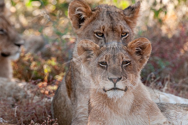 Portrait of a lioness, Panthera leo, and a cub resting. Mashatu Game Reserve, Botswana. stock-image by Agami/Sergio Pitamitz,