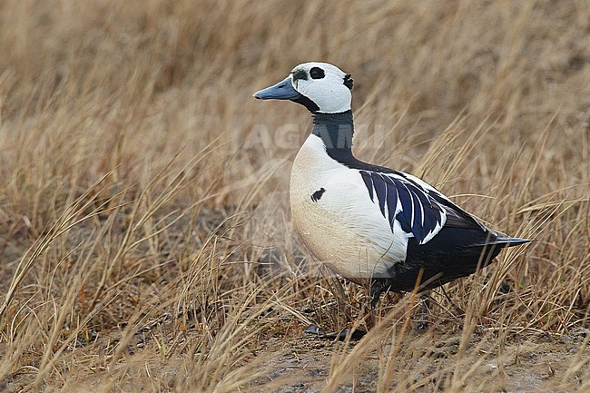Adult male 
Barrow, AK 
June 2010 stock-image by Agami/Brian E Small,