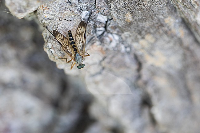 Rhagio strigosus, Germany (Baden-Württemberg), imago, male stock-image by Agami/Ralph Martin,