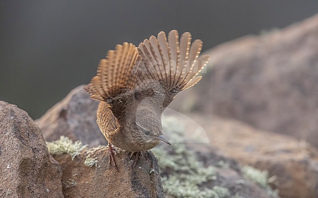 Shetland Wren (Troglodytes troglodytes zetlandicus) taking off from a wall in Sumburgh Head Lighthouse, Shetland, Scotland, United Kingdom. stock-image by Agami/Vincent Legrand,