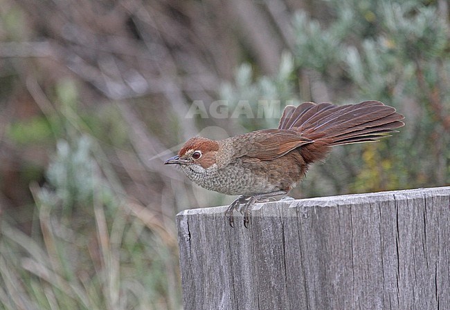 Rufous Bristlebird (Dasyornis broadbenti) an endemic of Australia and threatened by habitat destruction. stock-image by Agami/Pete Morris,