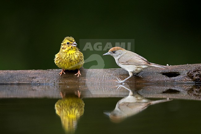 Geelgors en Zwartkop bij drinkplaats; Yellowhammer and Blackcap at drinking station stock-image by Agami/Marc Guyt,