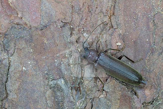 Arhopalus rusticus - Dunkelbrauner Halsgrubenbock, Germany, imago stock-image by Agami/Ralph Martin,