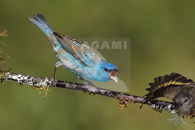 1st spring male
Galveston Co., TX
May 2012 stock-image by Agami/Brian E Small,
