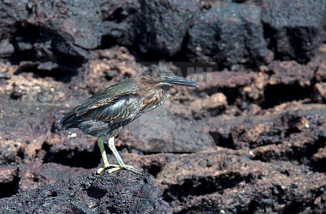 Lava heron (Butorides sundevalli), also known as the Galapagos heron, is a species of heron endemic to the Galápagos Islands of Ecuador. stock-image by Agami/Roy de Haas,