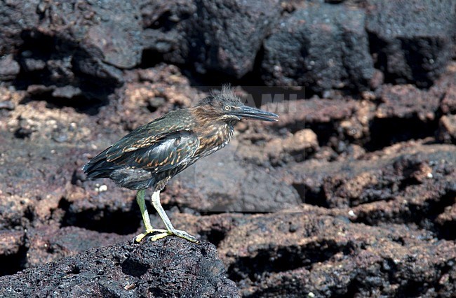 Groene reiger, Green Heron stock-image by Agami/Roy de Haas,