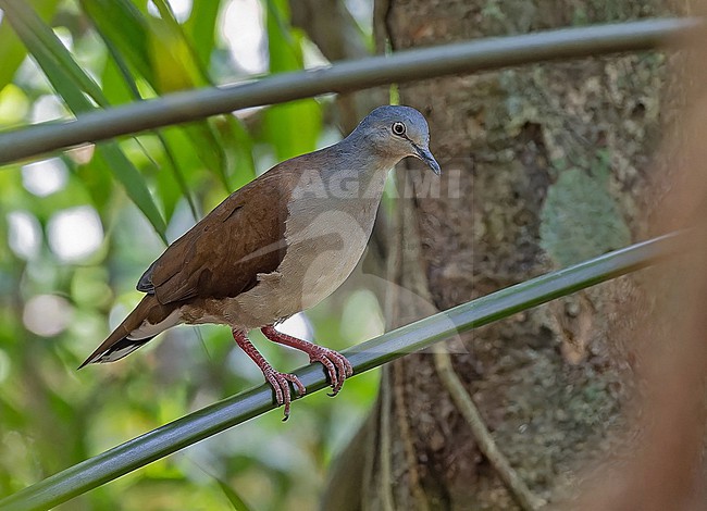 Azuero Dove, Leptotila battyi, in Panama. stock-image by Agami/Pete Morris,