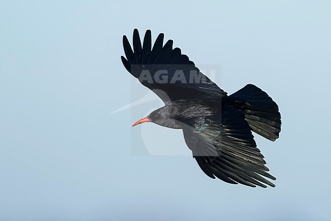 Red-billed Chough, Alpenkraai, Pyrrhocorax parrhocorax ssp. erythroramphos, Spain, adult stock-image by Agami/Ralph Martin,