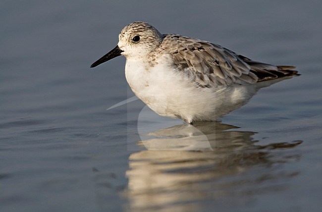 Drieteenstrandloper winterkleed Nederland, Sanderling winter plumage Netherlands stock-image by Agami/Wil Leurs,