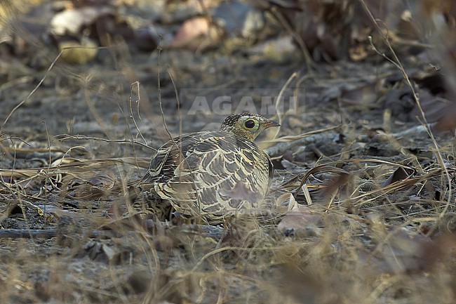 Four-banded Sandgrouse (Pterocles quadricinctus) stock-image by Agami/Kari Eischer,