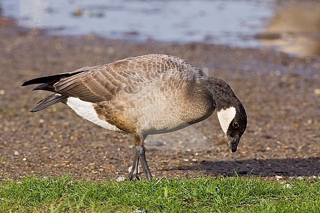 Cackling Goose (Branta hutchinsii) in Victoria, BC, Canada. stock-image by Agami/Glenn Bartley,