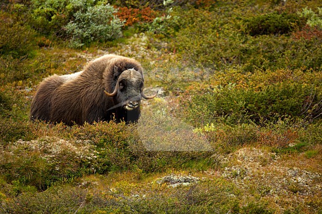 Muskusos, Muskox stock-image by Agami/Danny Green,