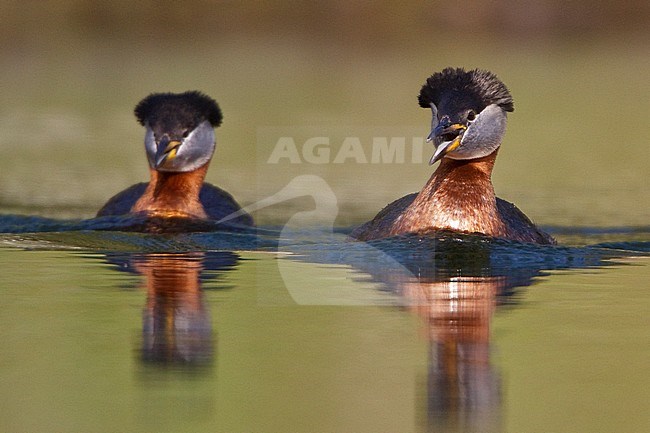 Red-necked Grebe (Podiceps grisegena) in a pond in British Columbia, Canada. stock-image by Agami/Glenn Bartley,