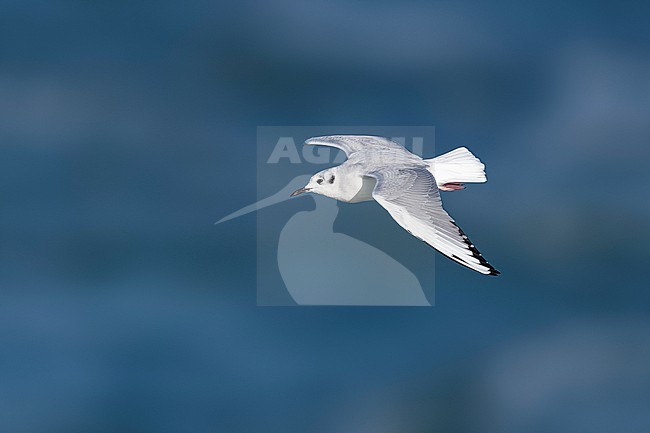 Near adult winter plumage Bonaparte's Gull (Chroicocephalus philadelphia) flying over the channel Texel/DenHelder, Noord-Holland, the Netherlands. stock-image by Agami/Vincent Legrand,