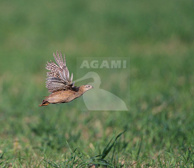 Immature Grey Partridge (Perdix perdix) in flight in the Netherlands. stock-image by Agami/Ran Schols,
