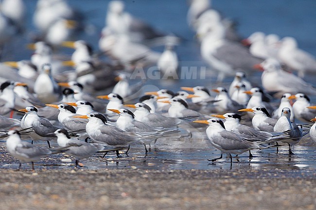 Lesser Crested Tern (Thalasseus bengalensis), flock resting on a beach together with other terns, Liwa, Al-Batinah, Oman stock-image by Agami/Saverio Gatto,