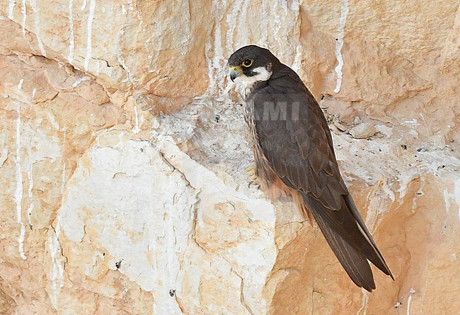 Falco eleonorae, Eleonora's Falcon stock-image by Agami/Eduard Sangster,