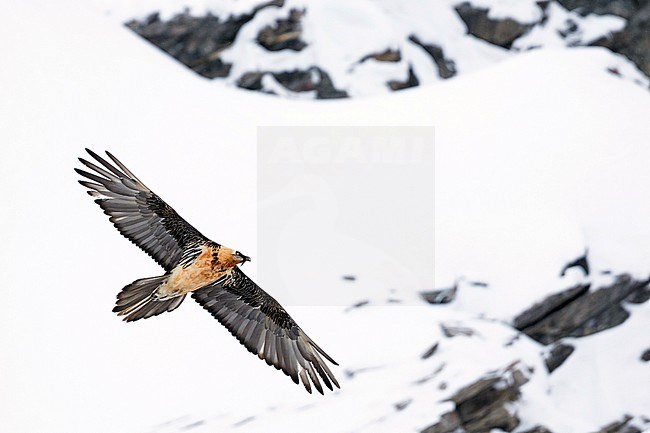 Adult Bearded Vulture (Gypaetus barbatus barbatus), in flight over snow-covered Alps in Switzerland. Also known as Lammergeier. stock-image by Agami/Ralph Martin,
