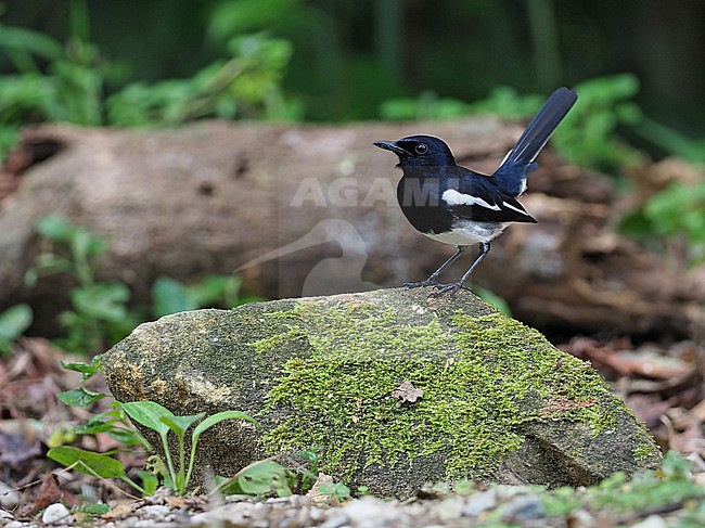 Oriental magpie-robin (Copsychus saularis) on Thailand. stock-image by Agami/James Eaton,