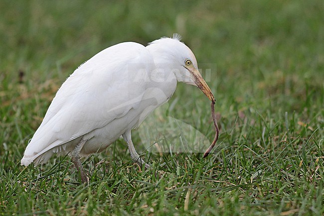 Western Cattle Egret, Bubulcus ibis, in winter plumage catching a worm in a green meadow. stock-image by Agami/Renate Visscher,