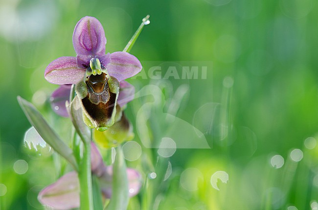 Sawfly Ophrys, Ophrys tenthredinifera stock-image by Agami/Rob de Jong,