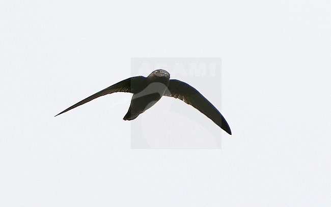 White-chinned swift (Cypseloides cryptus) in Northern Peru. stock-image by Agami/Dani Lopez-Velasco,