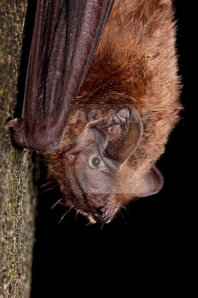 Hangende Rosse Vleermuis, Common Noctule hanging stock-image by Agami/Theo Douma,