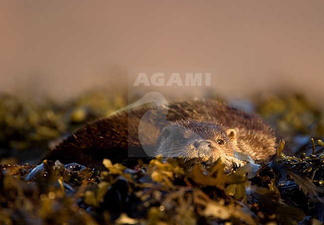 Otter, Otter stock-image by Agami/Danny Green,