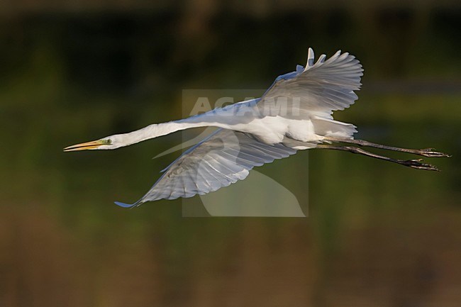 Grote Zilverreiger, Great Egret, Egretta alba stock-image by Agami/Daniele Occhiato,