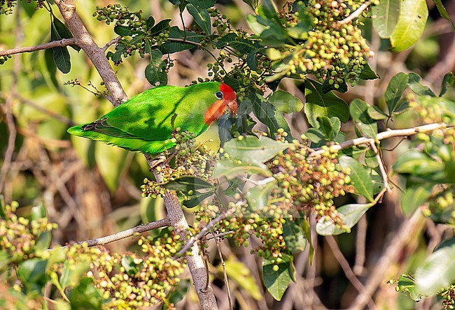 Red-headed Lovebird, Agapornis pullarius, in Uganda. stock-image by Agami/Dani Lopez-Velasco,