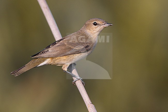 Garden Warbler, Sylvia borin, in Italy. stock-image by Agami/Daniele Occhiato,