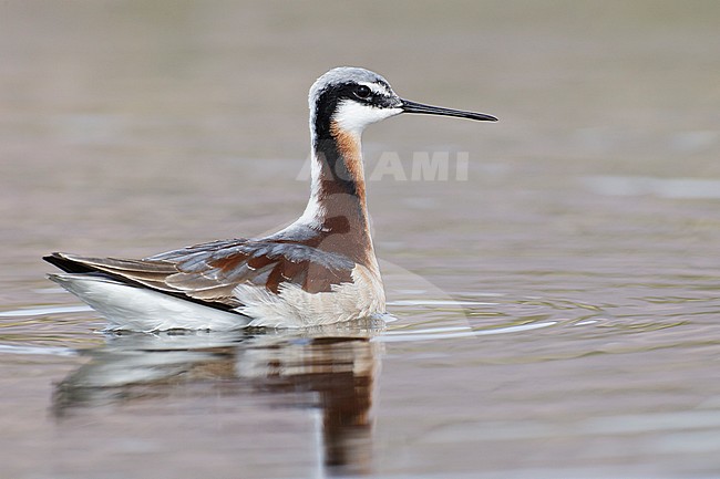 Adult female breeding 
Cochise Co., AZ
May 2011 stock-image by Agami/Brian E Small,
