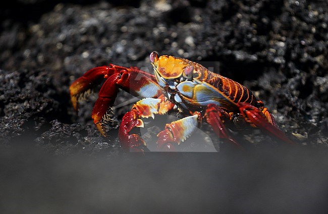 Sally Lightfoot Crab (Grapsus grapsus) on the Galapagos islands, Ecuador. Also known as Red Rock Crab. stock-image by Agami/Dani Lopez-Velasco,