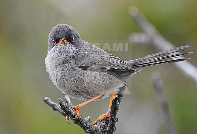 The Balearic Warbler is an endemic bird and lives only at Mallorca and Ibiza (Spain). The species is related to the Marmora's Warbler, which lives at Corsica and Sadinia. stock-image by Agami/Eduard Sangster,