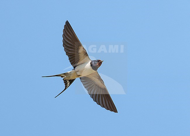 Adult male Barn Swallow (Hirundo rustica) on migration flying against a blue sky showing underside with wings fully spread and tail with long streamers. stock-image by Agami/Ran Schols,
