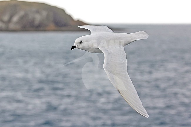 Snow Petrel (Pagodroma nivea) in flight on South Georgia. stock-image by Agami/Pete Morris,