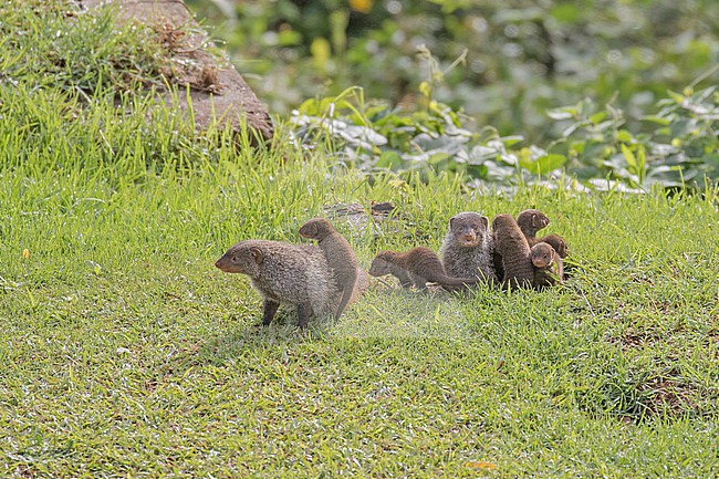 Banded mongoose (Mungos mungo) in South Africa. Cute family of Mongoose together. stock-image by Agami/Pete Morris,