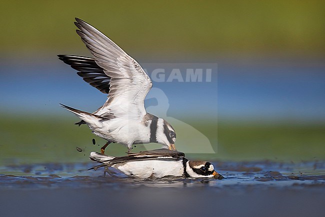 Common Ringed Plover (Charadrius hiaticula) in Italy. Two fighting plovers. stock-image by Agami/Daniele Occhiato,