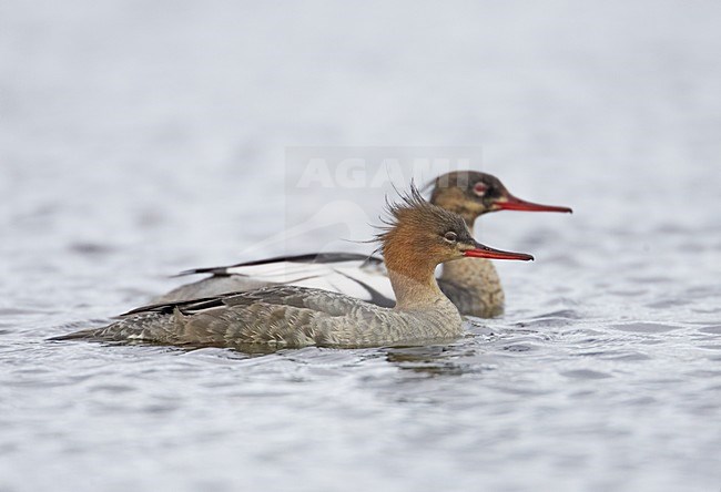 Middelste Zaagbek vrouwtjes zwemmend; Red-breasted Merganser females swimming stock-image by Agami/Markus Varesvuo,