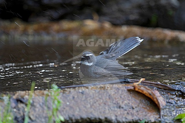 An adult White-throated Fantail (Rhipidura albicollis) is bathing in a small pond stock-image by Agami/Mathias Putze,