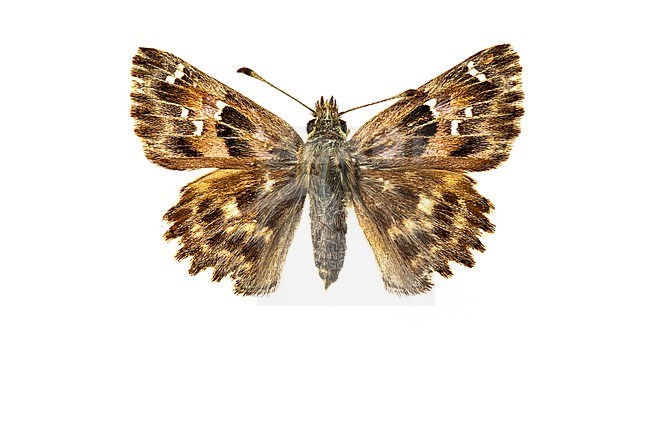 Mallow Skipper, Kaasjeskruiddikkopje, Carcharodus alceae stock-image by Agami/Wil Leurs,