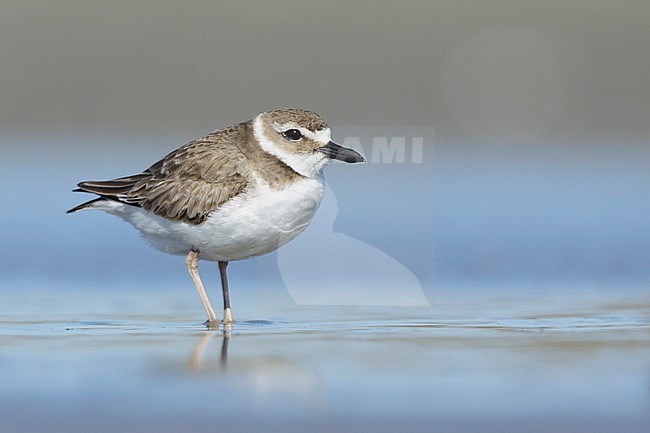 Adult female Wilson's Plover (Charadrius wilsonia) standing on a beach in Galveston County, Texas, USA. stock-image by Agami/Brian E Small,