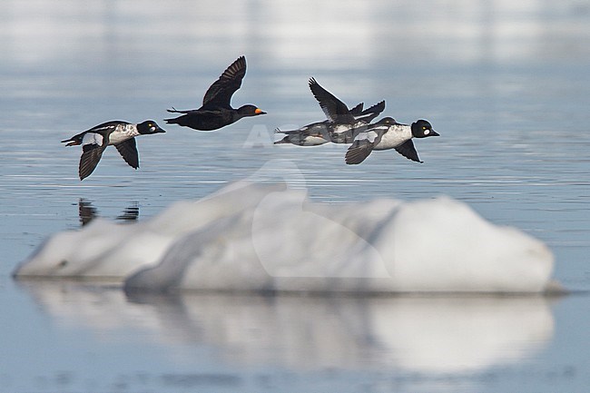 Black Scoter and Common Goldeneye flying over the Hudson's Bay in Manitoba, Canada. stock-image by Agami/Glenn Bartley,