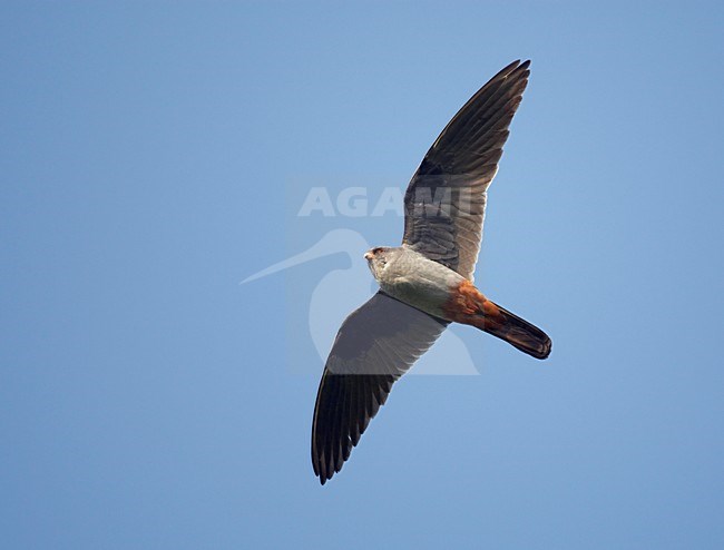 Roodpootvalk, Red-footed Falcon (Falco vespertinus) Hungary May 2008 stock-image by Agami/Markus Varesvuo / Wild Wonders,