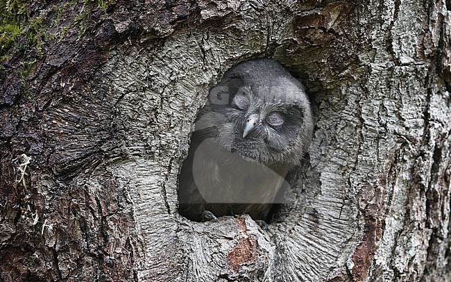 Tengmalm's Owl (Aegolius funereus) chick looking out of nest cavity at Scania, Sweden stock-image by Agami/Helge Sorensen,