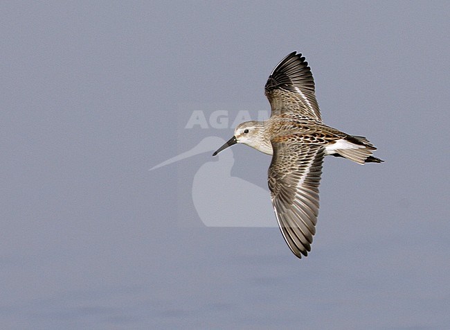 Juveniele Alaskastrandloper, Juvenile Western Sandpiper stock-image by Agami/Mike Danzenbaker,